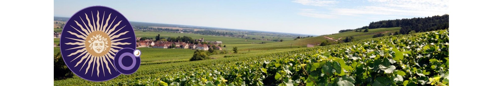 Domaine Michel Magnien - Morey-Saint-denis - Organic wines