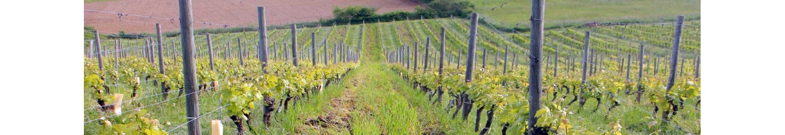 Le Clos Basté - Madiran - Vino orgánico