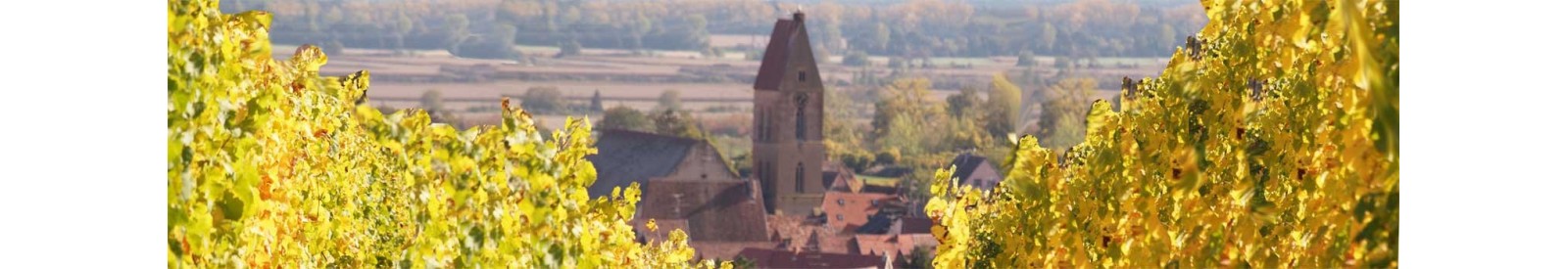 Domaine Jean-Louis & Fabienne MANN - Vins bios