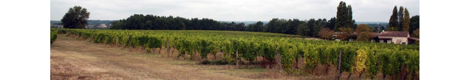 Château Haut-Fongrive - Bergerac - Vino orgánico